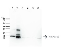 H3K27me3 | Histone H3, trimethylated lysine 27 (H3K27me3) in the group Antibodies Plant/Algal / DNA/RNA/Cell Cycle / Plant Epigenetics/DNA methylation at Agrisera AB (Antibodies for research) (AS16 3193)